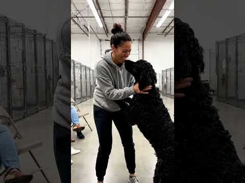 When a Shelter Dog Finds Home 😭✨ #DogRescue #emotionalmoment