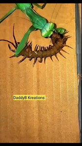 BIG FIGHT NIGHT: Praying mantis vs Centipede. What a fight? #viralreelsシ #reelsviralシ #funny | Arc Fagbamiye Bayo | Facebook