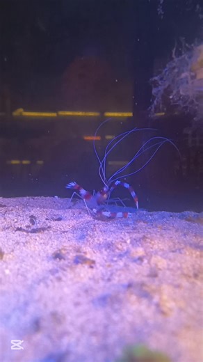 1.4K views · 22 reactions | Banded Boxer Shrimp壘戀 | The FishStop | Facebook