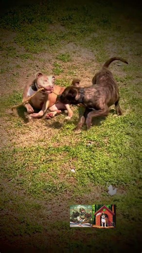 Close-Mid Competition GBC Tug training/practice