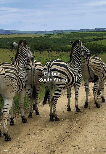 Top 5 Activities to Experience in Durban, South Africa