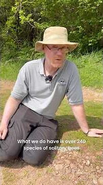 🐝 Bees in the ground? The hidden habitat of solitary miner bee #natureshorts #bees #naturewatch