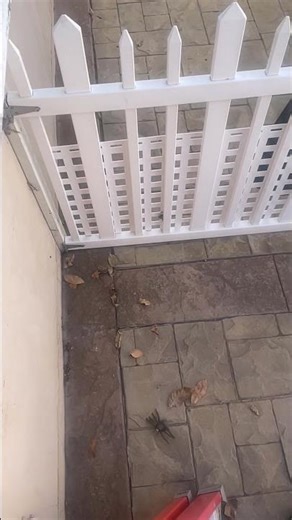 Dropping an object in slow motion part 1 #shortsfeed #viral