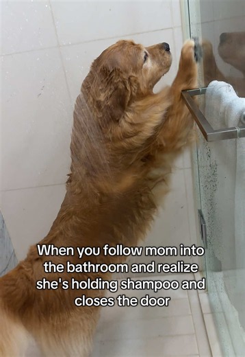 This was NOT part of the plan😕 #dogsoftiktok #goldenretriever #funnyvideos #2026 #fyp