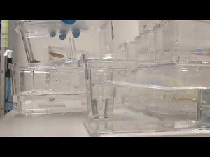 Zebrafish Crossing Basics | Zebrafish Husbandry