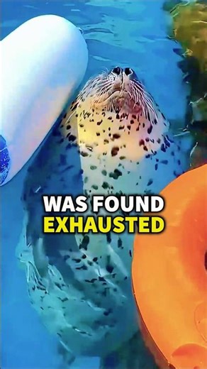 He Was Too Tired To Even Stand... Then This Happened 🥺🦭