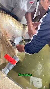 Why Farmers Help Fish Reproduce by Hand？#usa🇺🇸 #science #knowledge #fishing