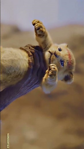 "The Lion King: Epic Short Film | Simba’s Legacy | Must-See Animated Clip!"