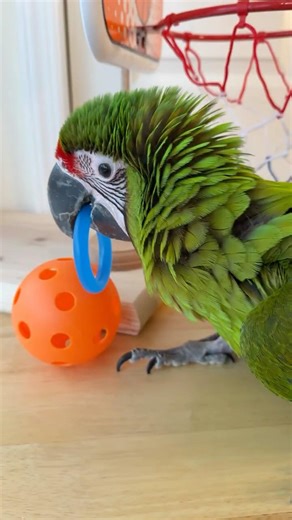 Great Green Macaw Goofing Off