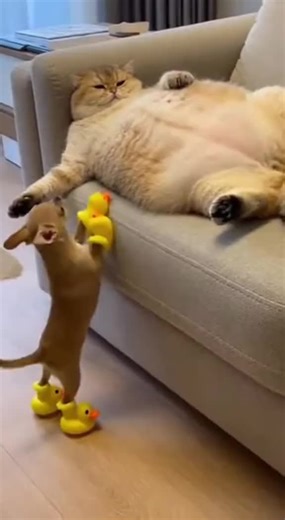 Capybara Love: The Ultimate Guide to These Adorable Creatures