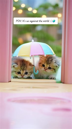 Enjoying Rainy Days with Our Adorable Kittens