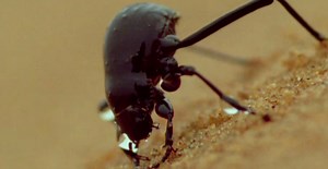 Can Namib Desert beetles help us solve our drought problems?