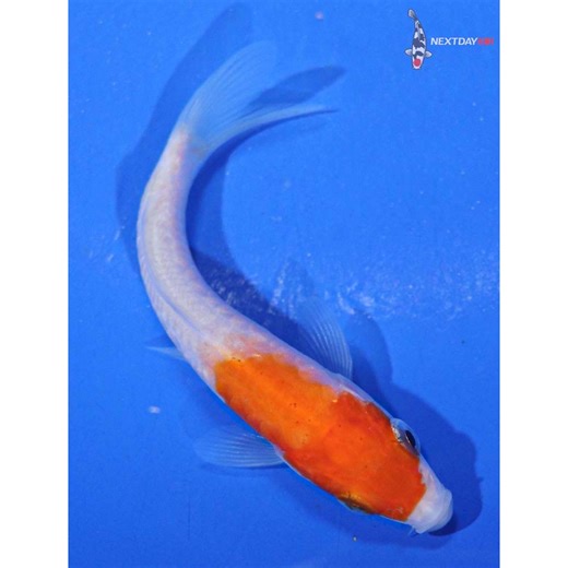 3” Imported Doitsu Kohaku Butterfly Koi | Next Day Koi | Koi Fish For Sale