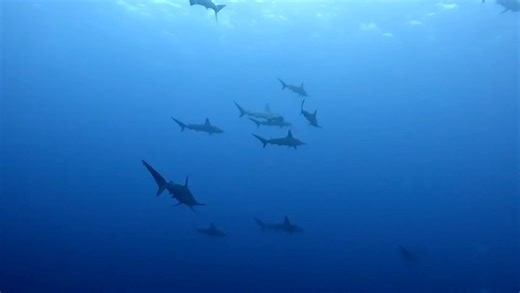 The U.S. Navy once considered the hammerhead the third most dangerous species after the great white and the tiger shark. It is amazing how much our understanding of sharks has changed. Video by Roberto Cubero & Geovanny #hammerheadsharks #divewild #cocosisland #costarica🇨🇷 | Undersea Hunter