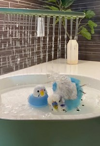 Budgie Bird Videos for BirdTok