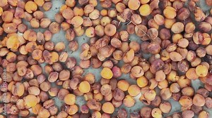 Apricot picking in the Pamir mountains. Tadjikistan. Apricot tree in the Fan mountains. Apricot orchards. Dried apricots in the sun in the mountains. 4К