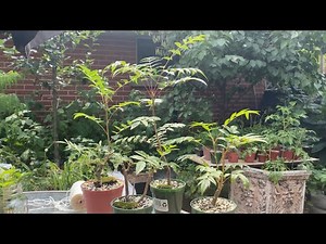 Summer Pruning My Mountain Ash Trees - July 2022