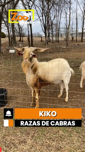 🐐 Razas de Cabras | Kiko: la cabra que desafía el clima de Nueva Zelanda #CabraKiko #KikoGoat #RazasDeCabras #GoatBreeds #wildlife | Zoo Planet ESP
