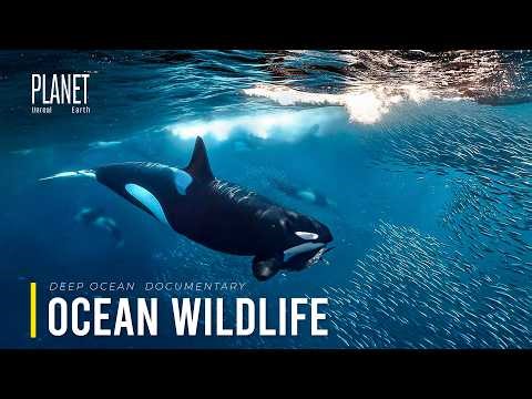 Arctic Ocean | From Ice Depths to Apex Predators: The Ultimate Food Chain