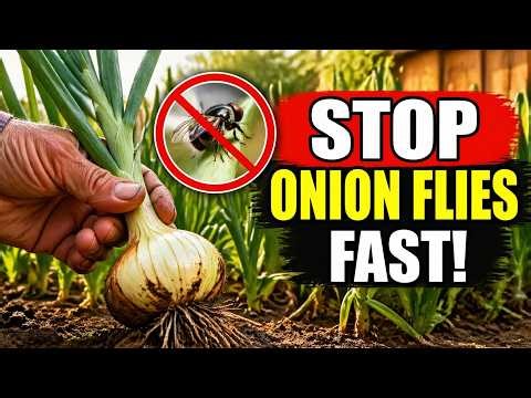 How to Stop Onion Flies FAST Before They Destroy Your Harvest (The Secret Method!)
