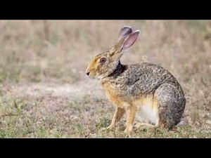 The Hare Explained | Fast, Smart, and Wild
