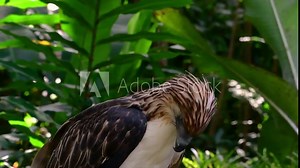 The Philippine Eagle also known as the Monkey-eating Eagle is critically endangered and can live for sixty years feeding on Monkeys, Flying Lemurs, and small mammals as an opportunist Bird of Prey.