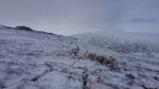 Did you know that reindeer click as they walk? They have tendons in their hind legs that make a clicking sound at each step as they rub over the bone, allowing the herd to stay together without wasting heat/energy by grunting. We think its an awesome sound! | The Cairngorm Reindeer Herd