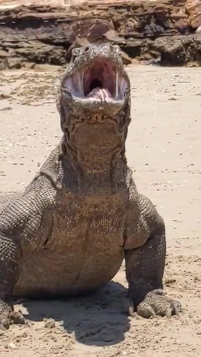 sea eel come out from komodo dragon belly | Video Snake