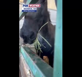 Evergreen State Fair Park provides emergency stabling for hundreds of animals displaced by historic Washington flood