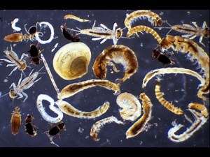 Uso de macroinvertebrados como bioindicadores de la Calidad del Agua