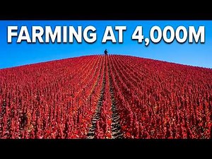 Inside Bolivia's Quinoa Farms: Superfood Feeding the World From 3,800 Meters Up