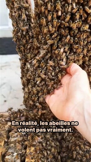 L'incroyable physique du vol des abeilles 🐝 #science #abeille