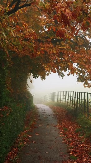Foggy Autumn Walks: Embrace the autumn vibes