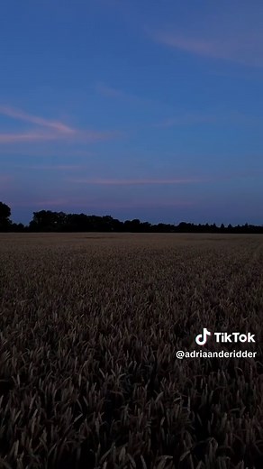 Sting - fields of gold #barley #sting #natur #landscape #musica