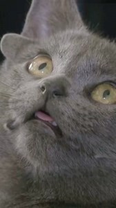 168K views · 5.2K reactions | Such a cute Fittle elf could be abandoned! #animals #cat #cute #foryou #pets | Animal Bond Stories | Facebook