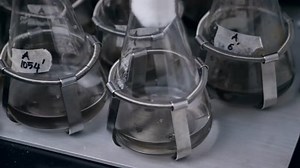 Lab bottles shaking liquid tissue microbial culture at shaker, incubator