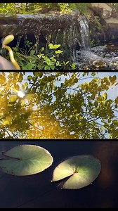 Here's a little mental break from the stress of Fall Semester complements of Horticulture Technology's water garden. Hope you have a tranquil Thursday! | Trident Technical College