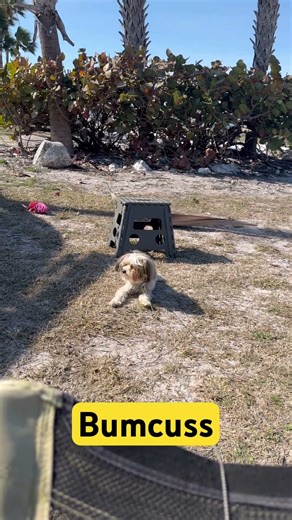 Bumcuss #reels #puppy #pets #dog #funnyanimals #funnydogs #funny #fypシ #fyp #shorts #viral #trending