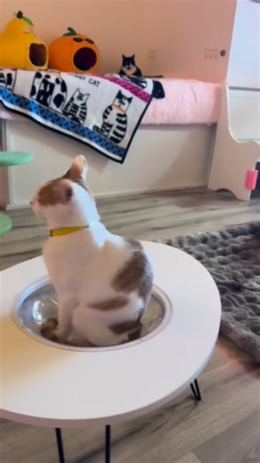 1.1K views · 177 reactions | Every Thursday from 6-8pm the cat cafe hosts Quiet Hours! It’s the most relaxing time under low lighting, and all of the cats come out and love it! The Kitten Lounge also has Quiet Hours on Wednesdays from 6-8pm. This time is for ages 16+ and you can either register online or just walk in. We have coloring books, games, and cats so if you need a mental recharge, this is for you 勺 | The Shabby Tabby Cat Cafe | Facebook