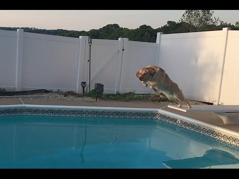 My dog jumping from the diving board to the pool on command!