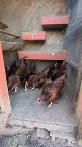 Rhode Island red. | Cajun Creek Farm