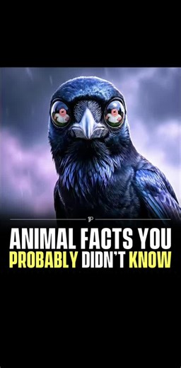 IBI NI IBINTU WAHISHWE BIDASANZWE UKWIYE KUMENYA 😱😱#fyp #fyppppppppppppppppppppppp #viralvideos #tiktokrwanda🇷🇼 #niyothefinder