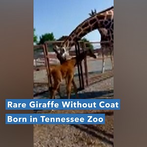 3.5K views · 82 reactions | A giraffe born without spots at a...