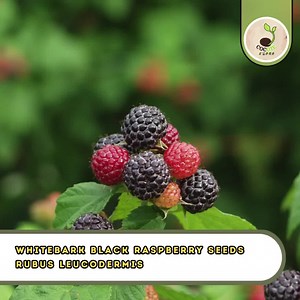 Whitebark Black Raspberry Seeds – Rubus Leucodermis, Western Blackcap Berry
