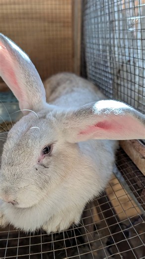 Inside Our Florida Homestead: Rabbits