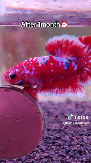 Betta Hobbyist on TikTok