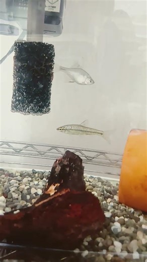 モツゴ #aquarium