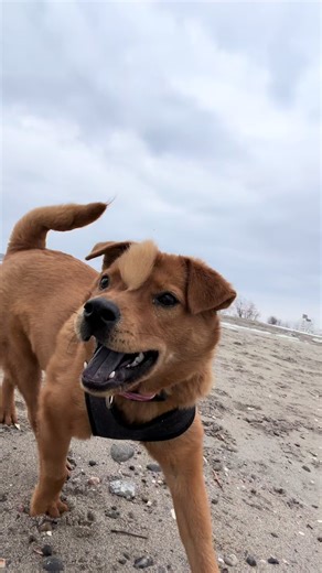 A wild Twilight Sparkles used Unicorn Zoomies You cannot escape. 😂