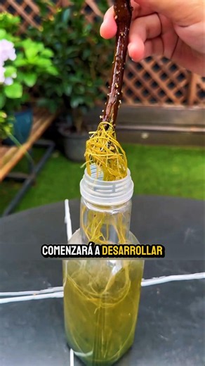 nísperos #plantas