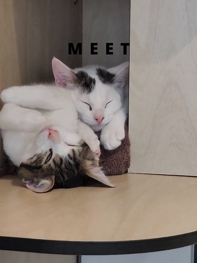 Animal Welfare League on TikTok